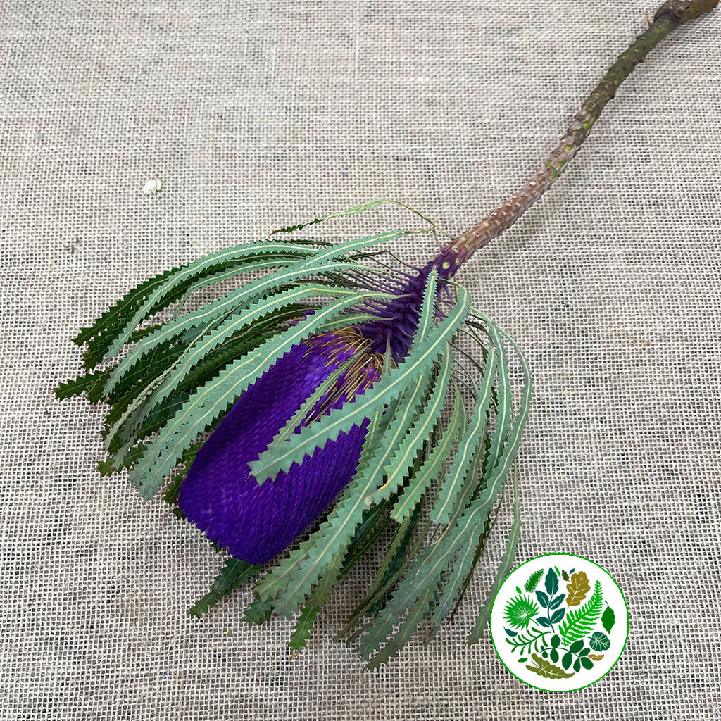 Protea &#39;Banksia&#39; (Hookeri) (Purple) (Various Lengths)