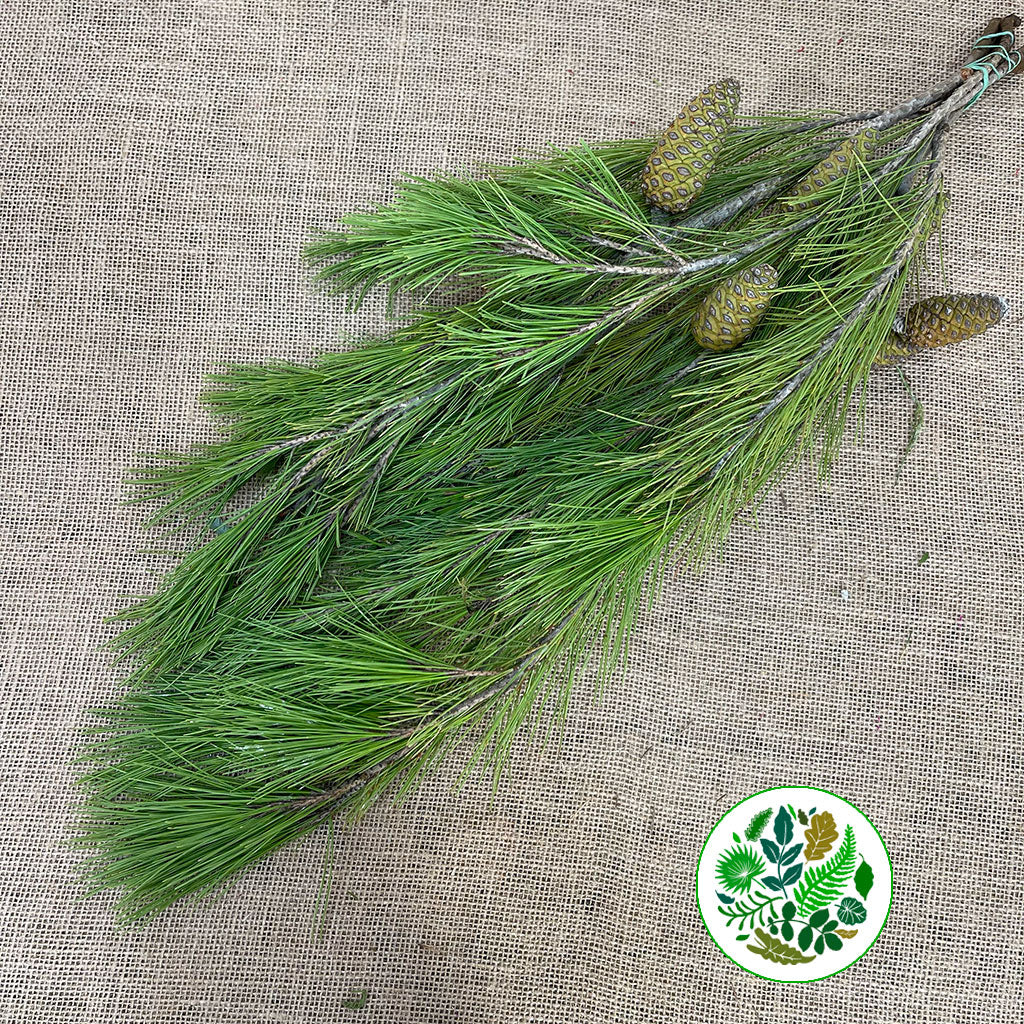 Pine &#39;Maritime&#39; (Various Lengths)