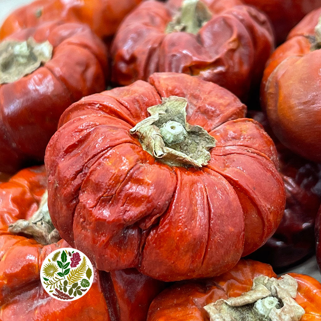 Fruit 'Pumpkini 'Mini' (DRY) (Various Sizes)