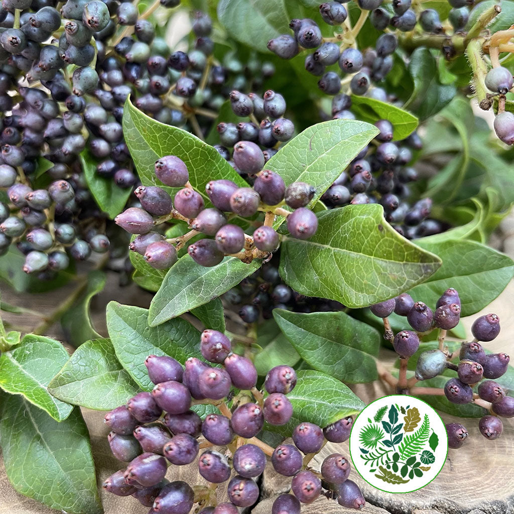 Viburnum 'Berried' (Cultivated) (Various Sizes)
