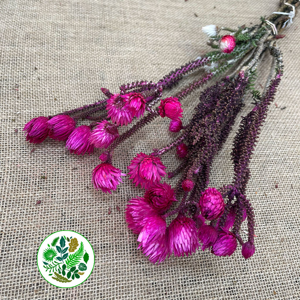 Phaenocoma 'Tint' (Painted) (DRY) (Various Colours)