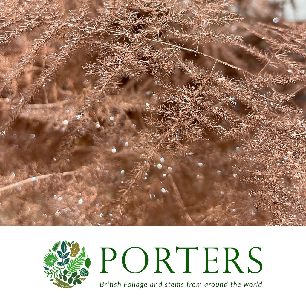 Fern &#39;Asparagus&#39; (Painted/Glitter) 65cm (Various Colours) (x50)