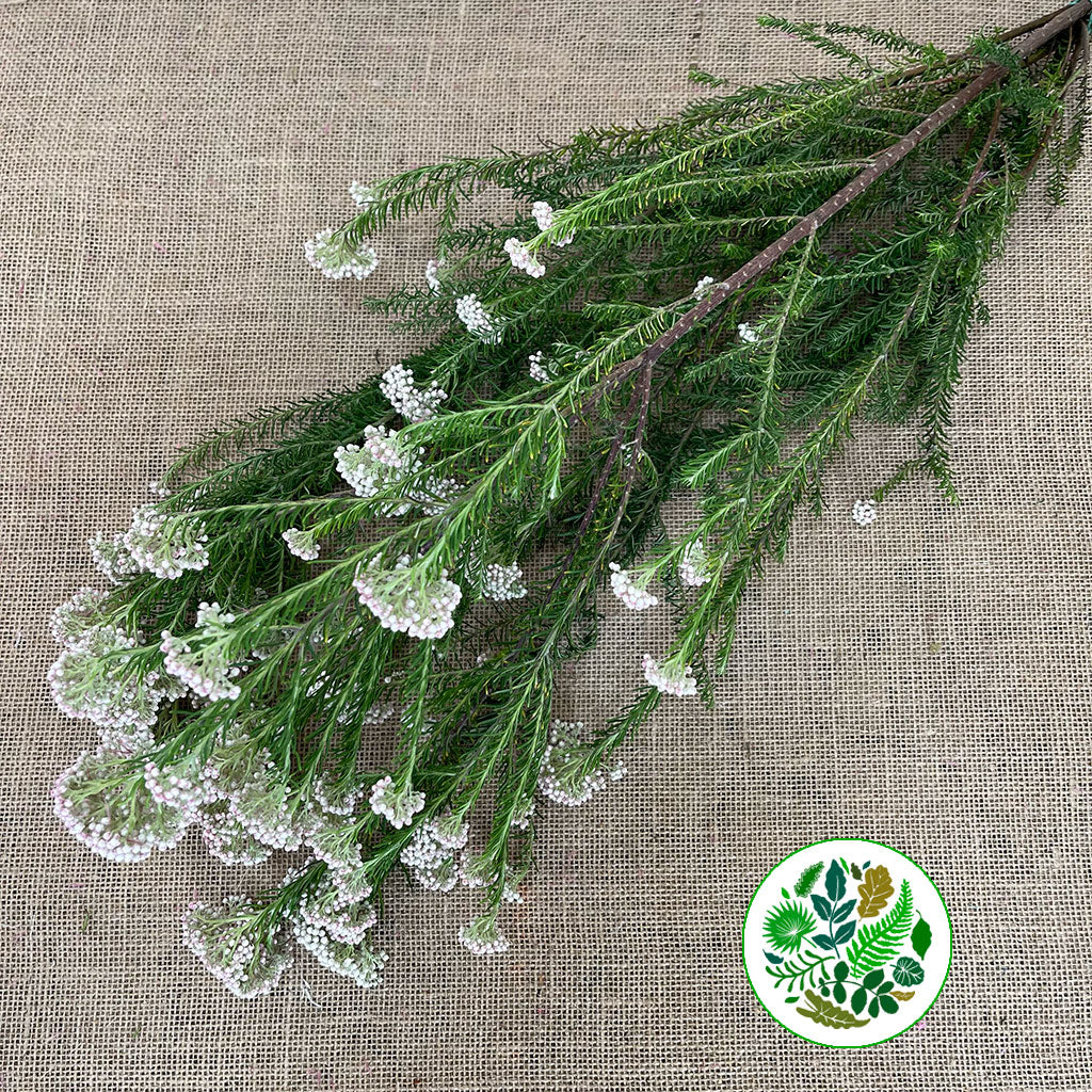 Riceflower &#39;White&#39; (Various Sizes)