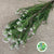 Riceflower 'White' (Various Sizes)