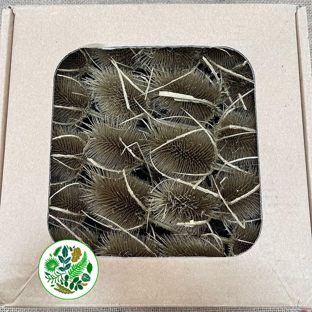 Thistle 'Heads' (Coloured/Bleached) (DRY) (Various Colours)