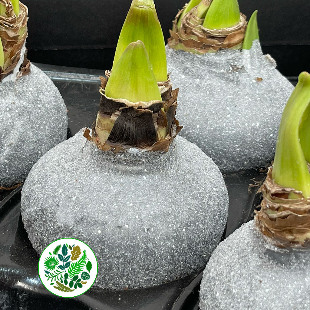 Wax 'Amaryllis' (Various Colours)