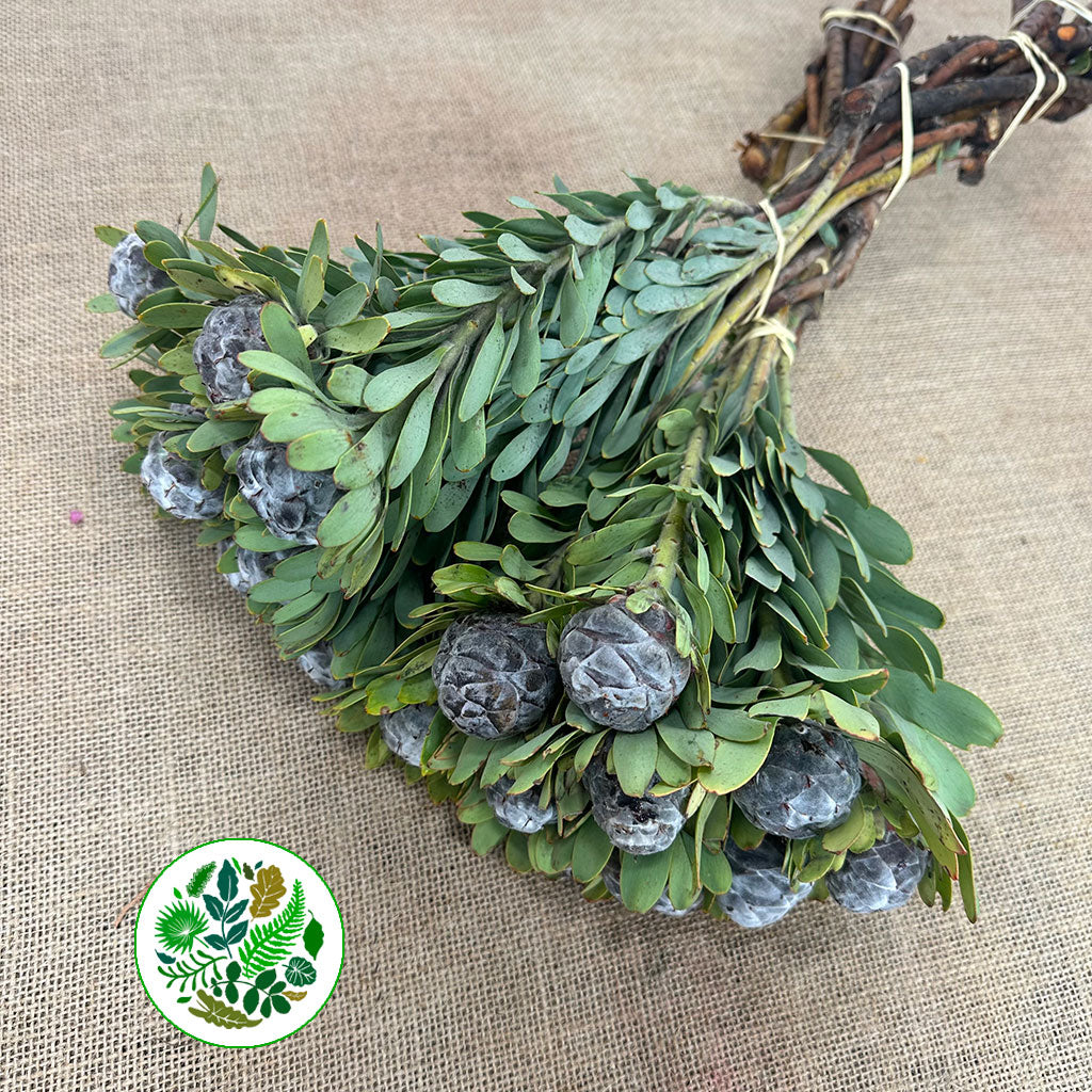 Pubescens 50cm (x10)