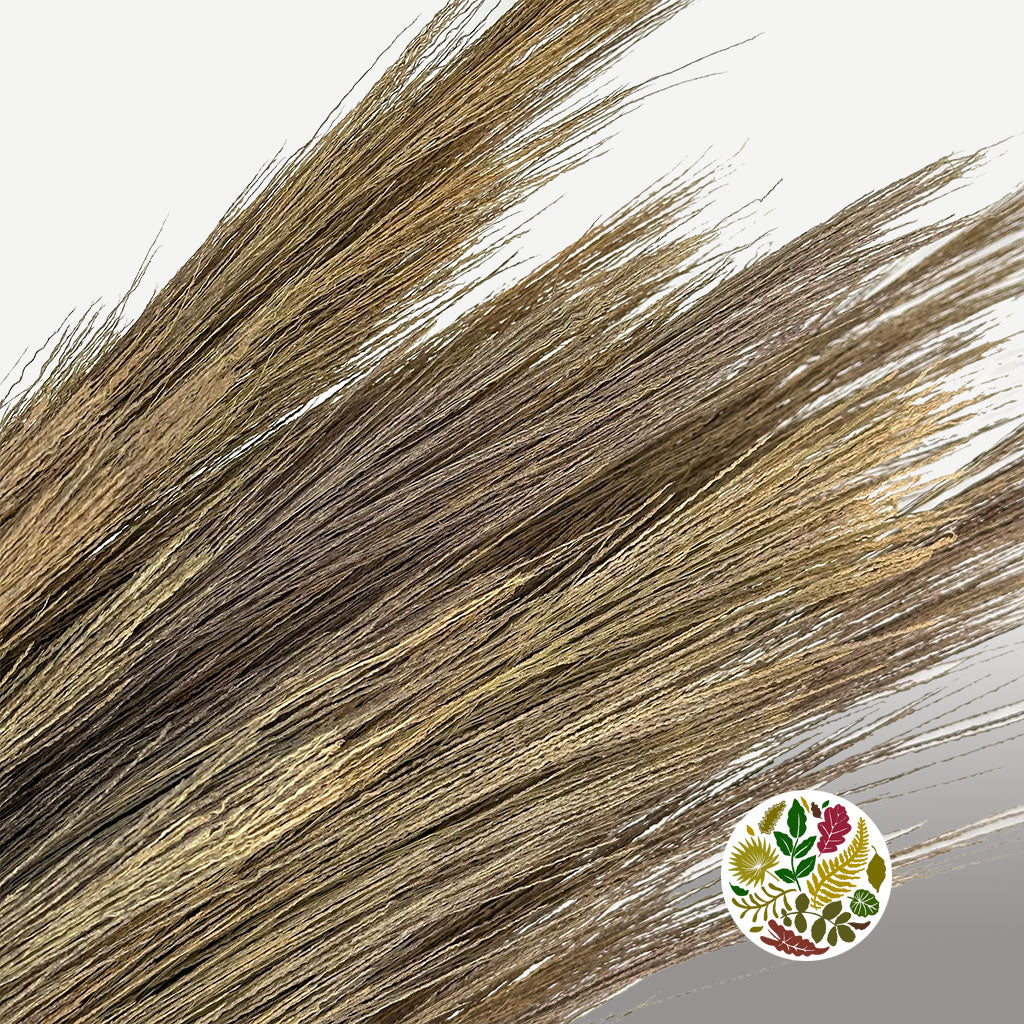 Grass &#39;Chinese Broom&#39; (DRY) (110cm)