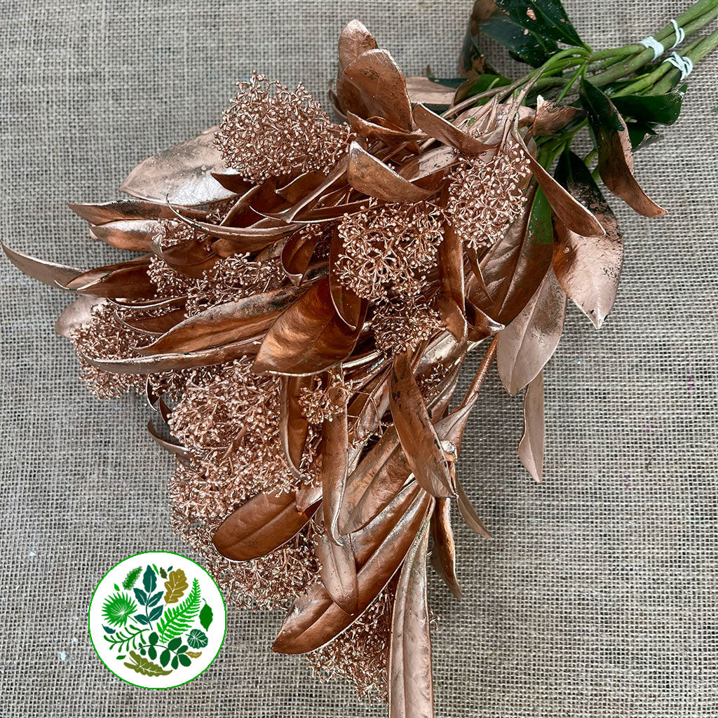 Skimmia (Painted) (Various Colours)