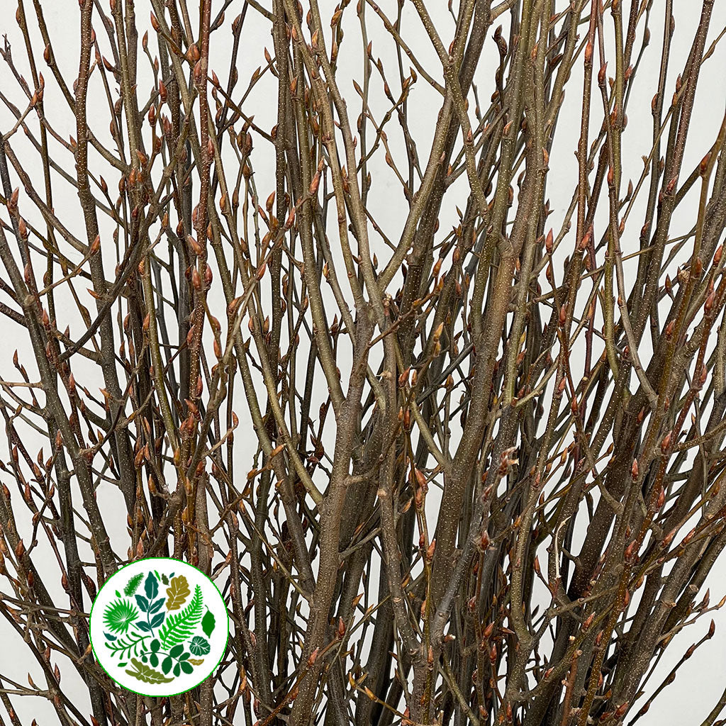 Twigs 'Hornbeam' (No Leaves) (Wild) (Various Sizes)