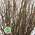 Twigs 'Hornbeam' (No Leaves) (Wild) (Various Sizes)
