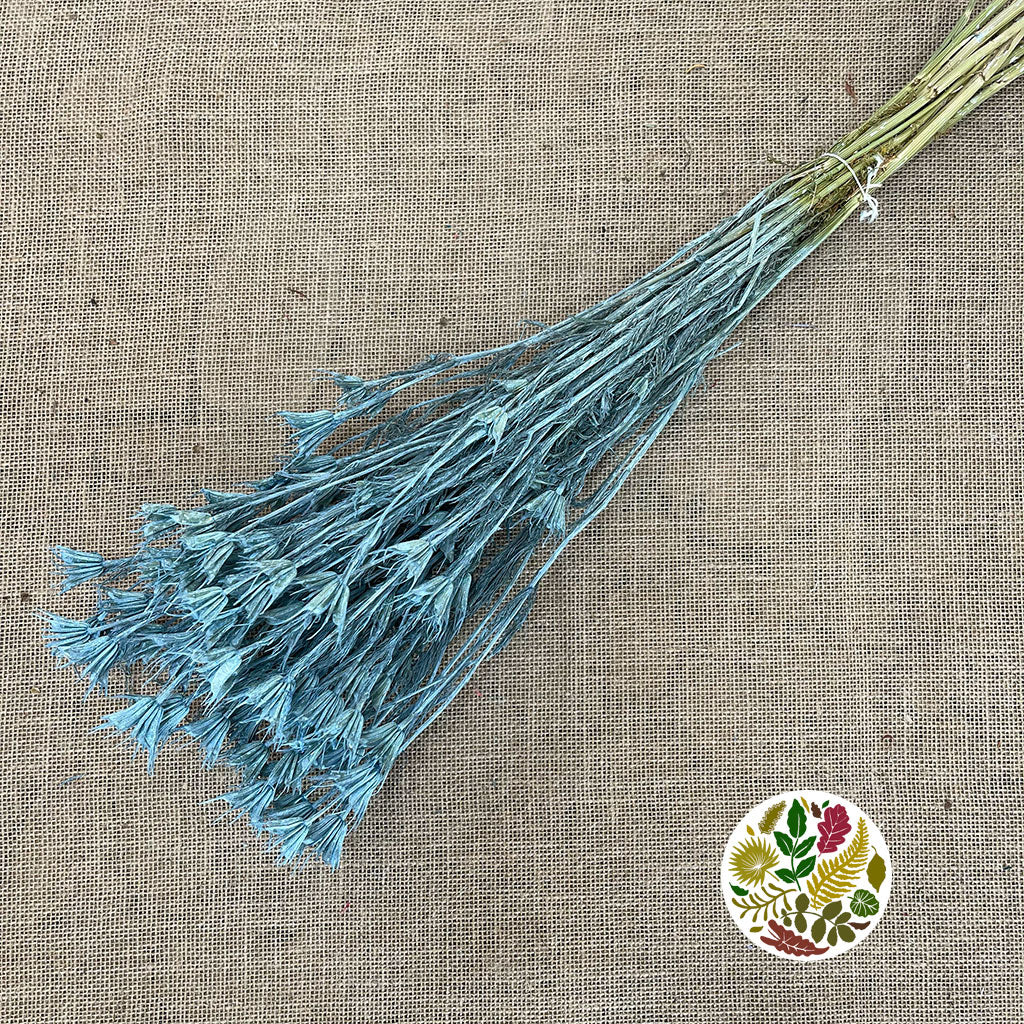 Nigella &#39;Orientalis&#39; (Painted) (DRY) (Various Colours) 60cm