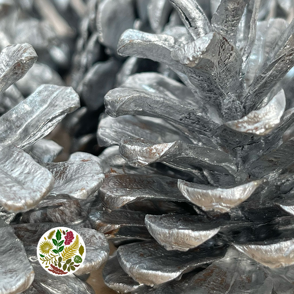 Cones 'Nigra' (Painted) (DRY) (Various Colours)