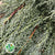 Conifer 'Arizonia' (Thinner Stems) (x5)
