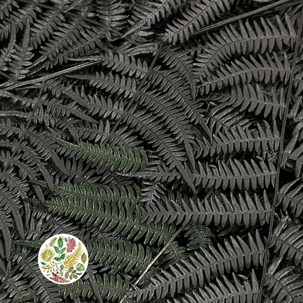 Fern &#39;Bracken&#39; (Preserved) (DRY) (Various Colours) 60-70cm