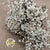 Glixia 'Flower' (Natural) (DRY) 45cm