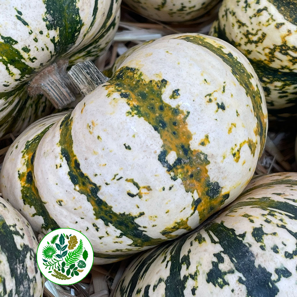 Gourds &#39;White with Green Stripes&#39; (Various Sizes)