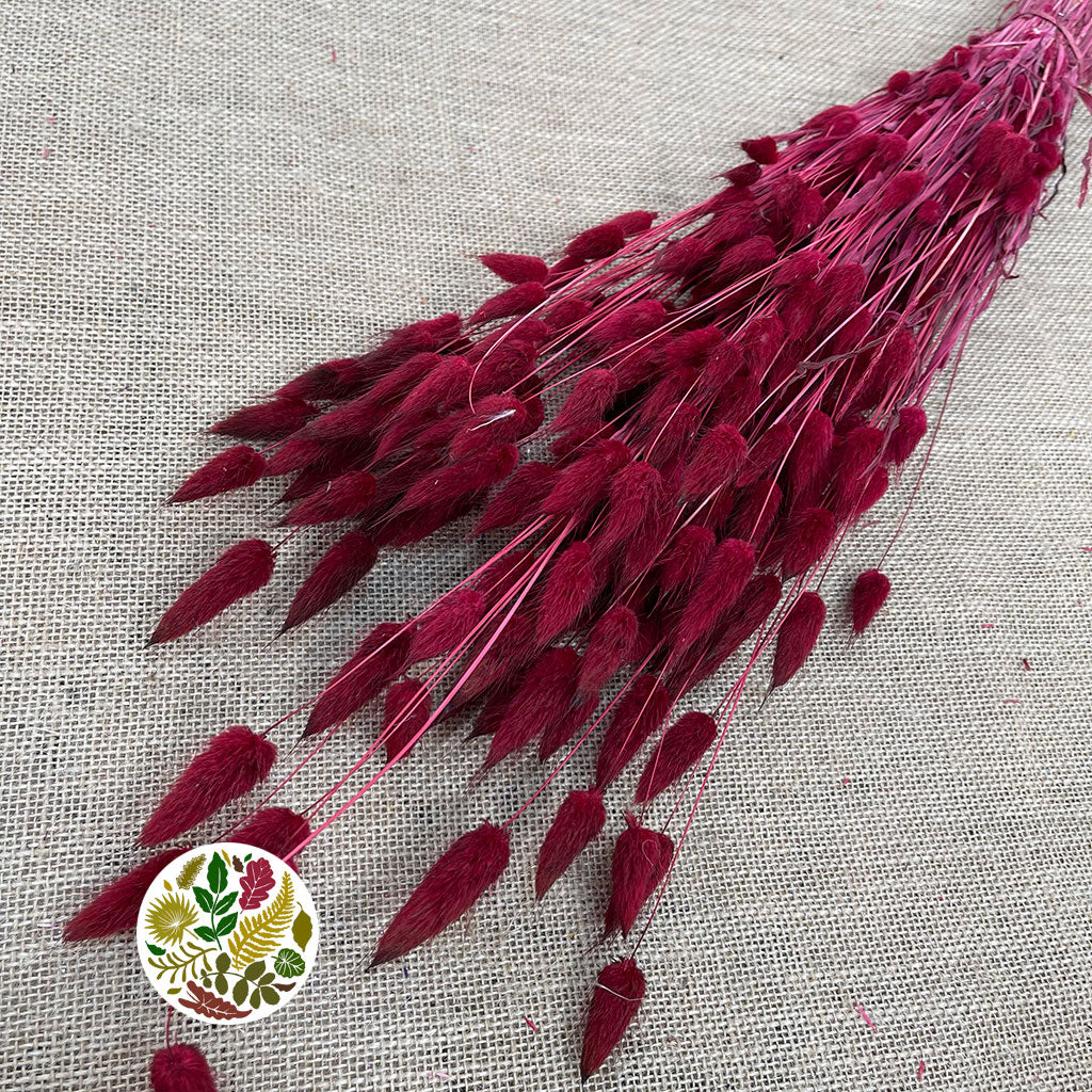 Grass 'Lagurus' (Painted/Bleached) (DRY) (Various Colours)