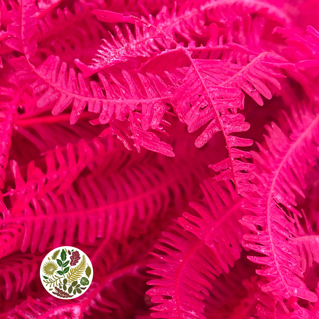 Fern &#39;Helechos&#39; (Painted) (DRY) (Various Colours)