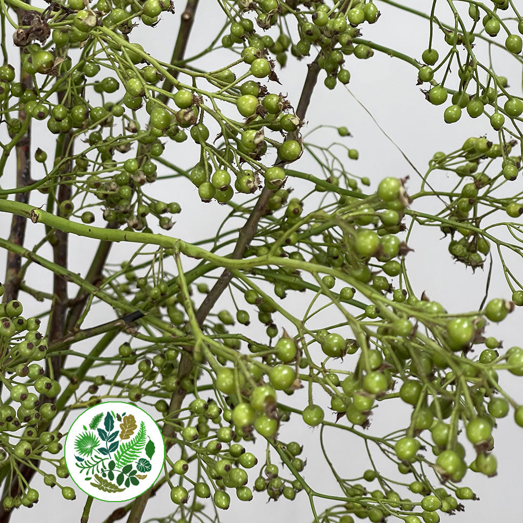 Rose Hips &#39;Corallo&#39; Green Natural (Various Heights)