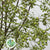Rose Hips 'Corallo' Green Natural (Various Heights)