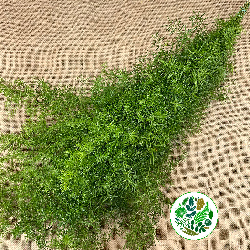 Fern 'Asparagus' (Sprengeri Fern) (Various Lengths)