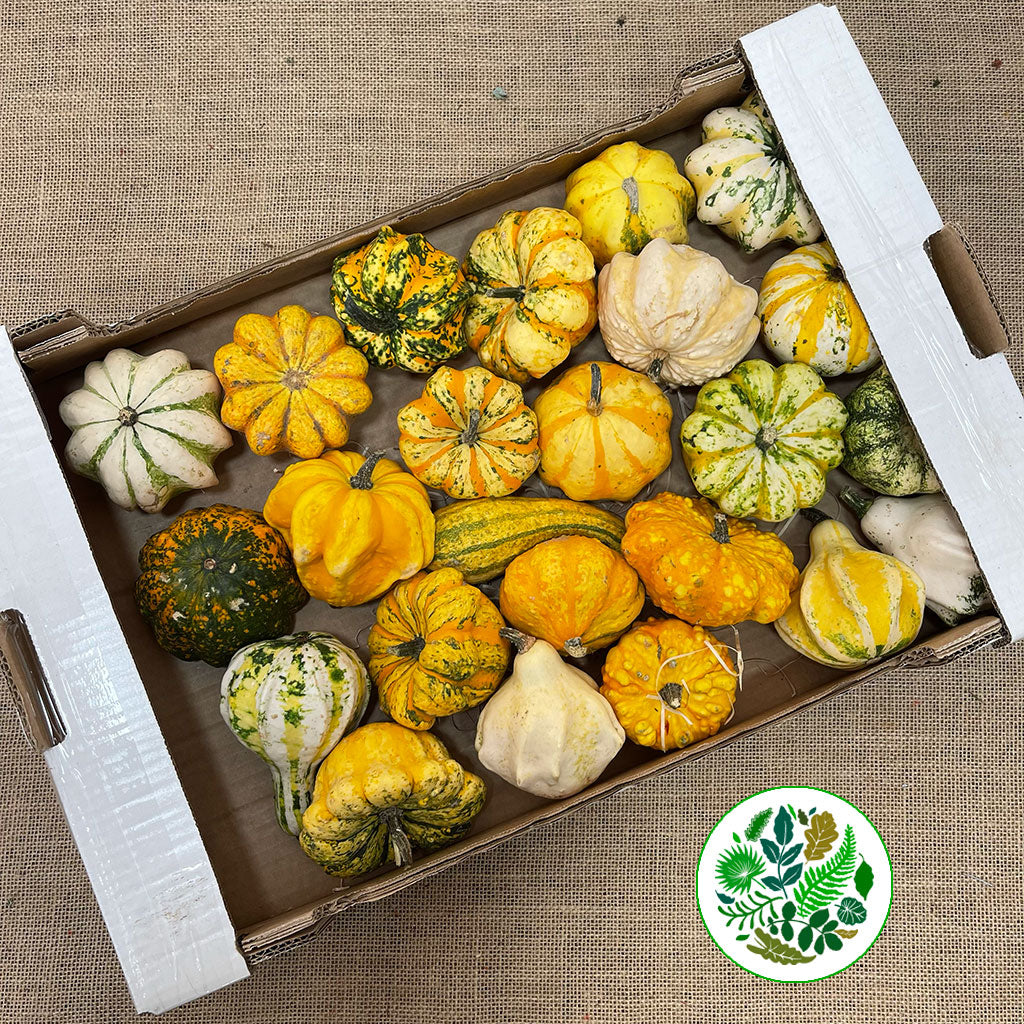 Gourds 'Mix Trays' (Various Types)