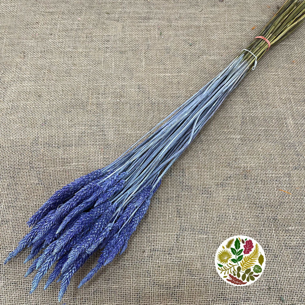 Celosia 'Dragon's Breath' (Painted) (DRY) (Various Colours) 65cm