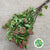 Diablo "Early Bird" Cultivated (Various Lengths)
