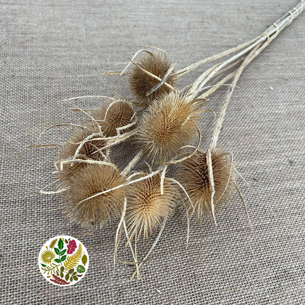 Thistle (Natural) (DRY) (Various Sizes)