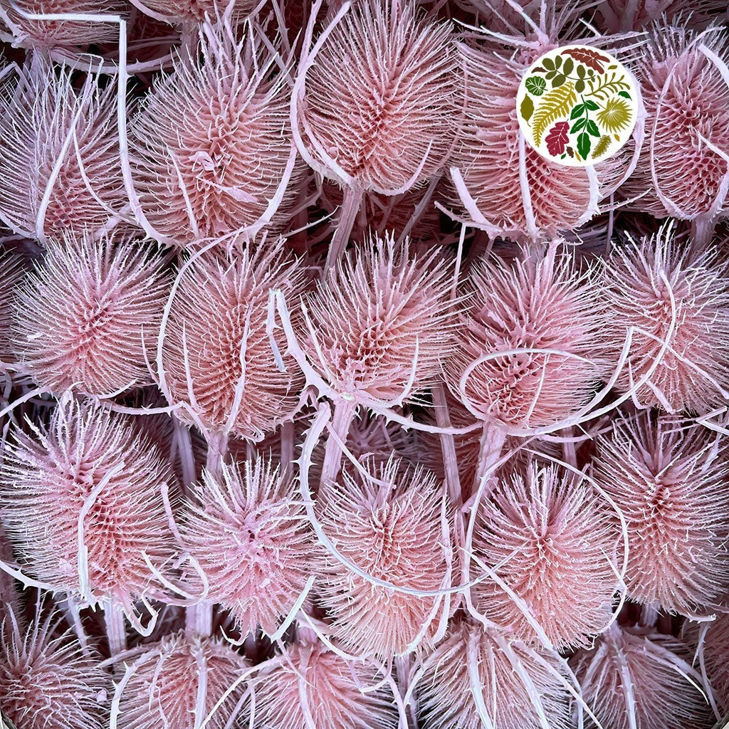 Thistle &#39;Heads&#39; (Coloured/Bleached) (DRY) (Various Colours)