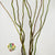 Salix 'Twisted Willow' (Cultivated) (Various Lengths)