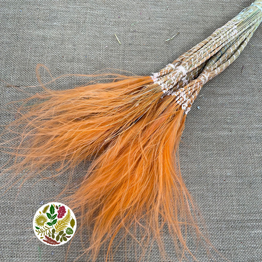 Grass &#39;Stipa Pennata&#39; (DRY) (Various Colours) 50cm