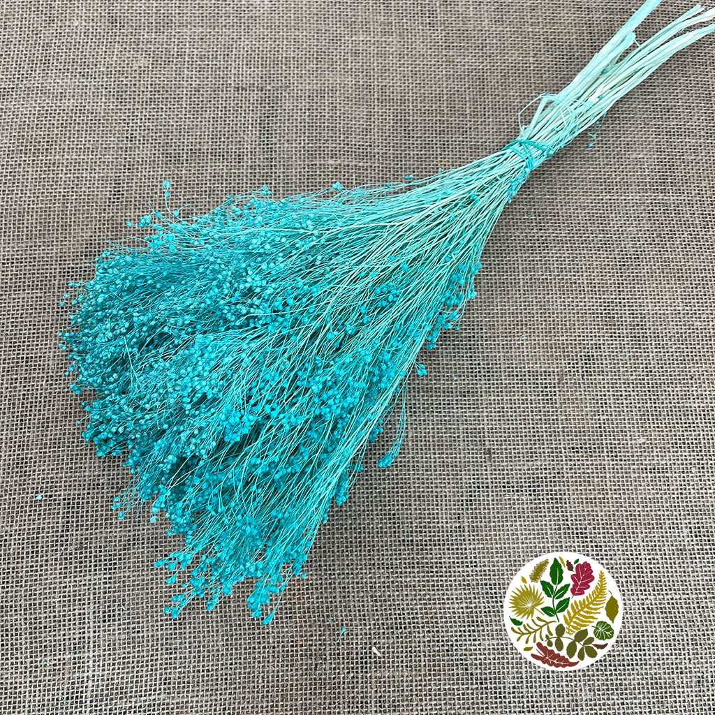 Broom 'Flower' (Various Colours) (DRY) (100g)