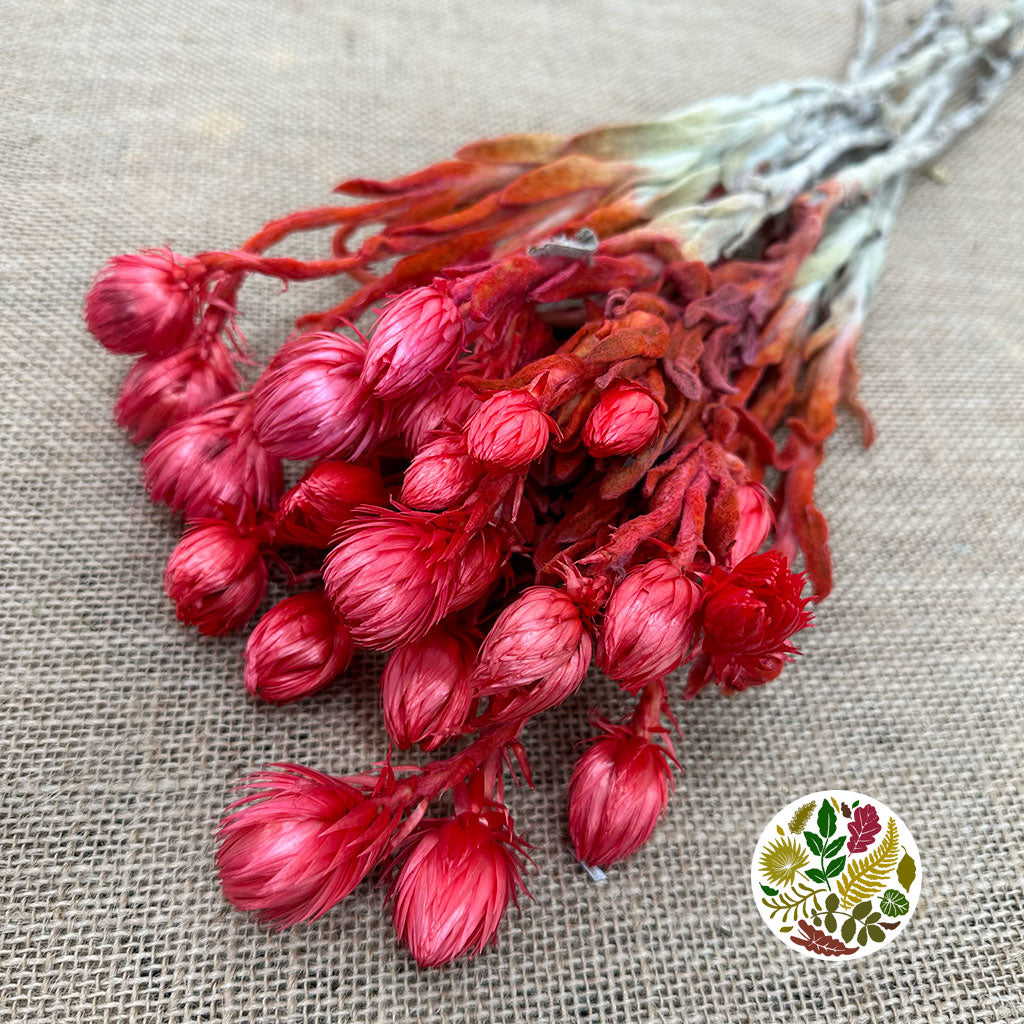 Helichrysum &#39;Capsbloom&#39; (Painted) (DRY) (Various Colours)