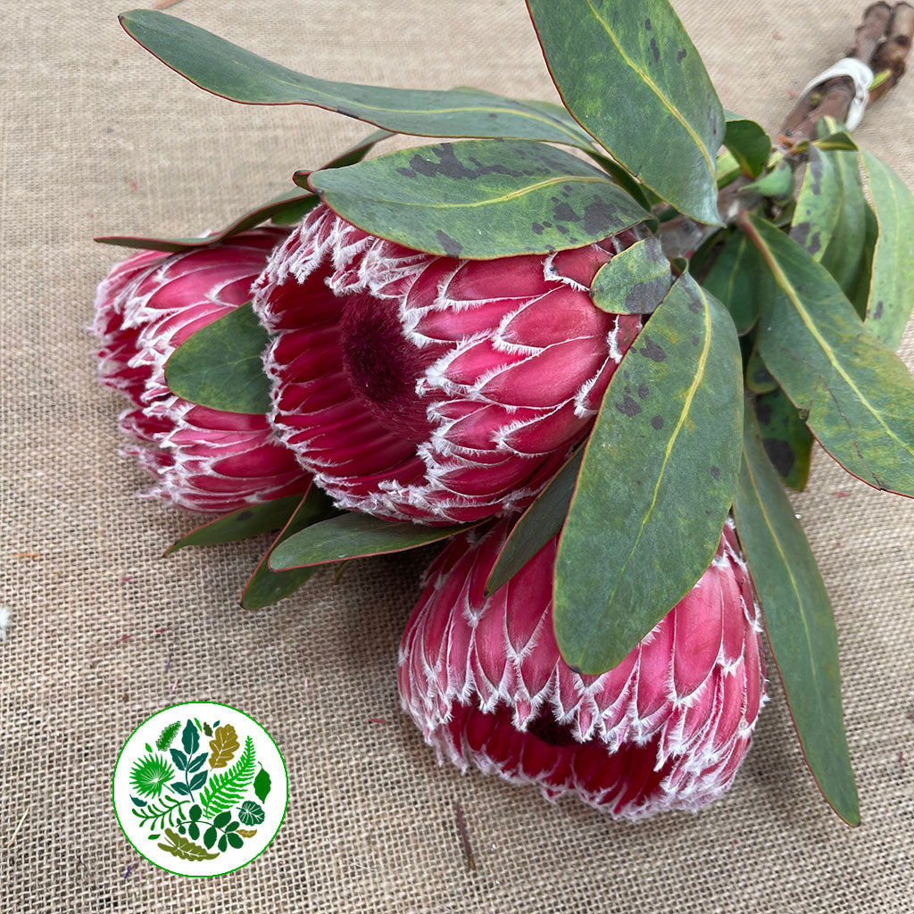 Protea &#39;Empress&#39; (Various Lengths)