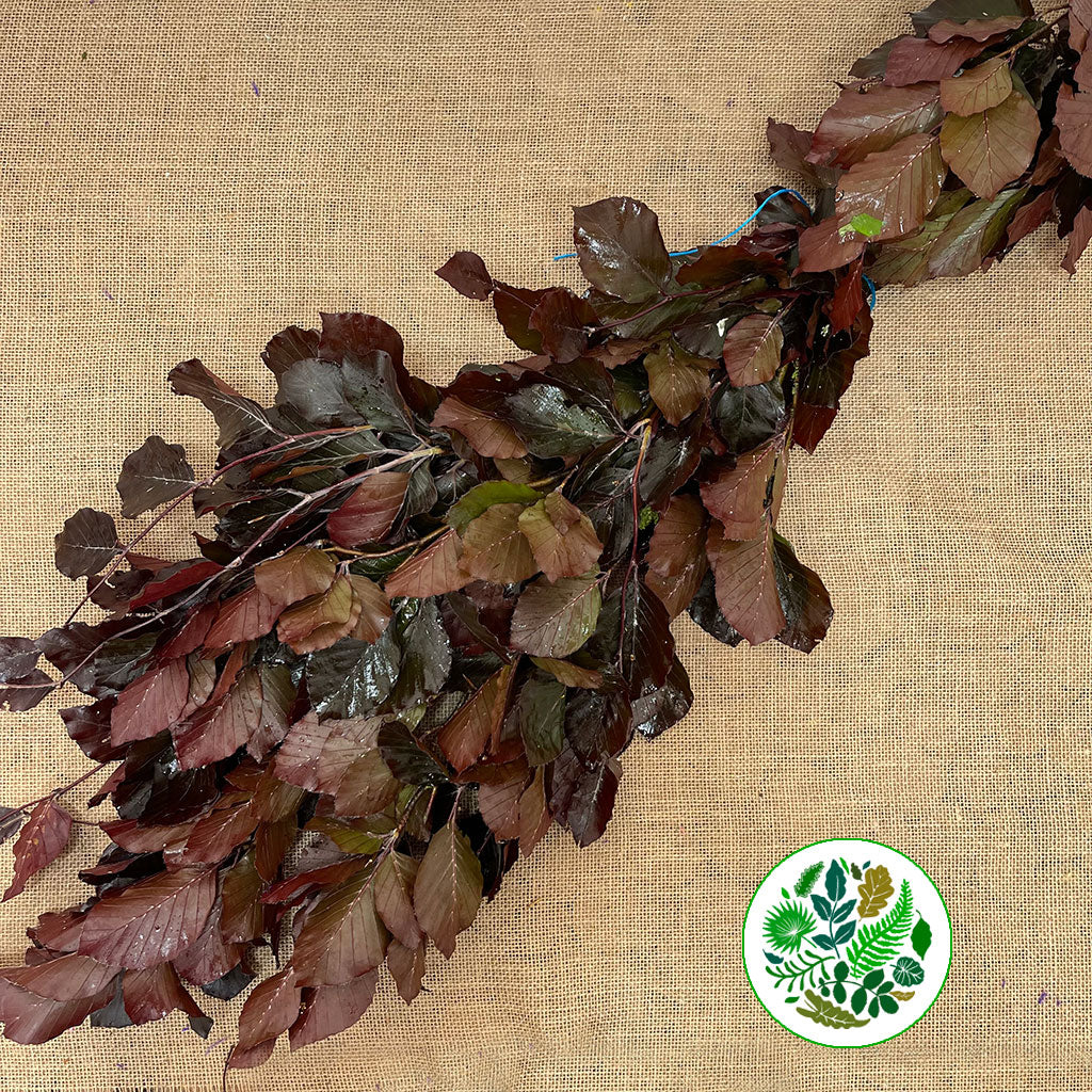 Beech &#39;Copper Beech&#39; (Wild) (Various Sizes)