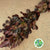 Beech 'Copper Beech' (Wild) (Various Sizes)
