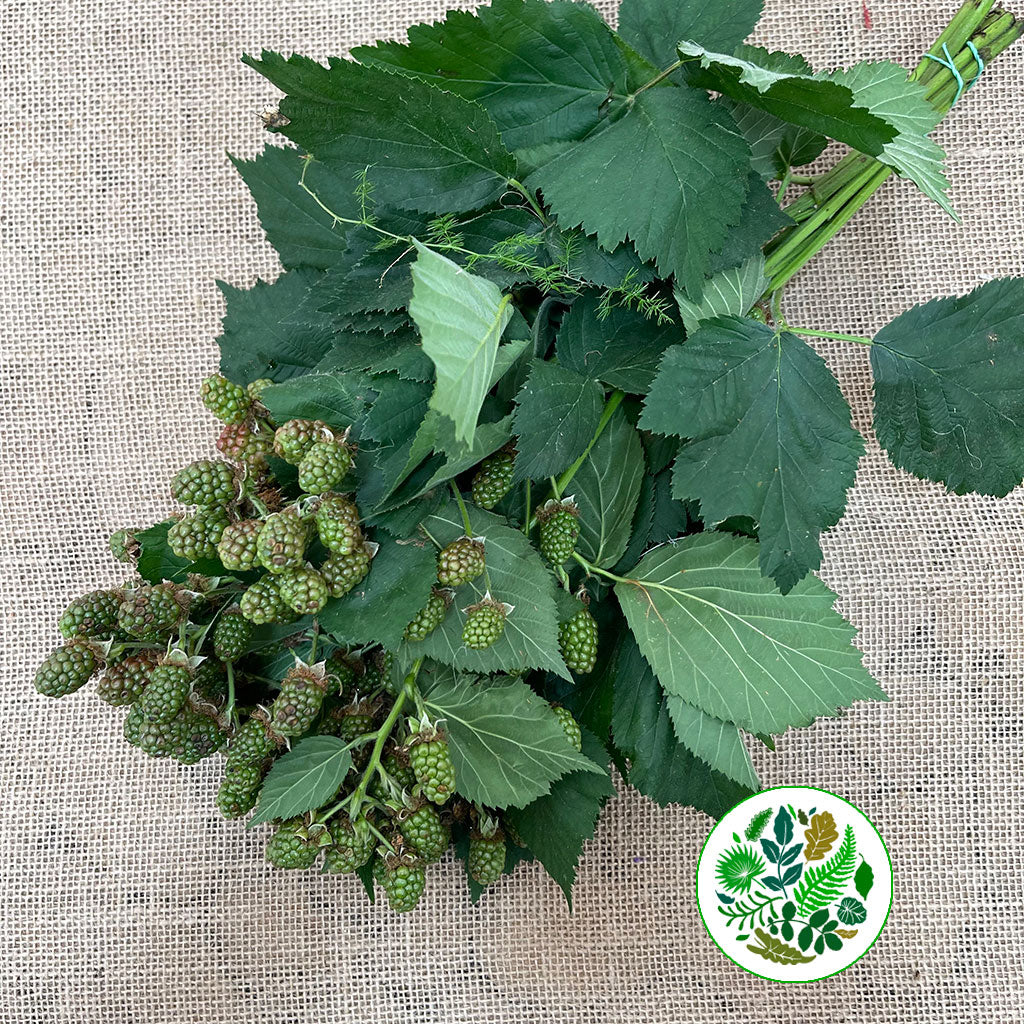 Blackberry 'Fruit with Green Berries' (Various Lengths)