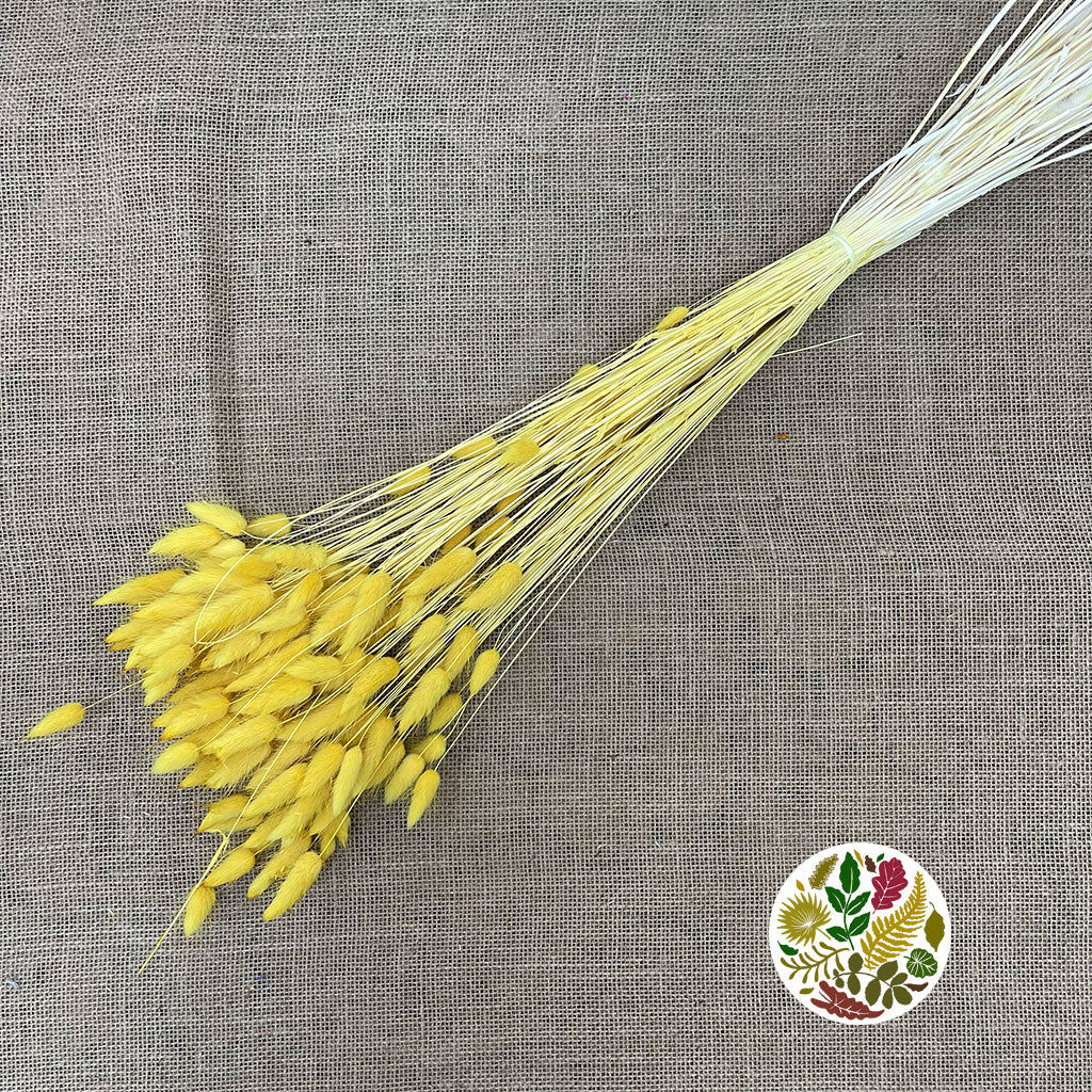 Grass 'Lagurus' (Painted/Bleached) (DRY) (Various Colours)