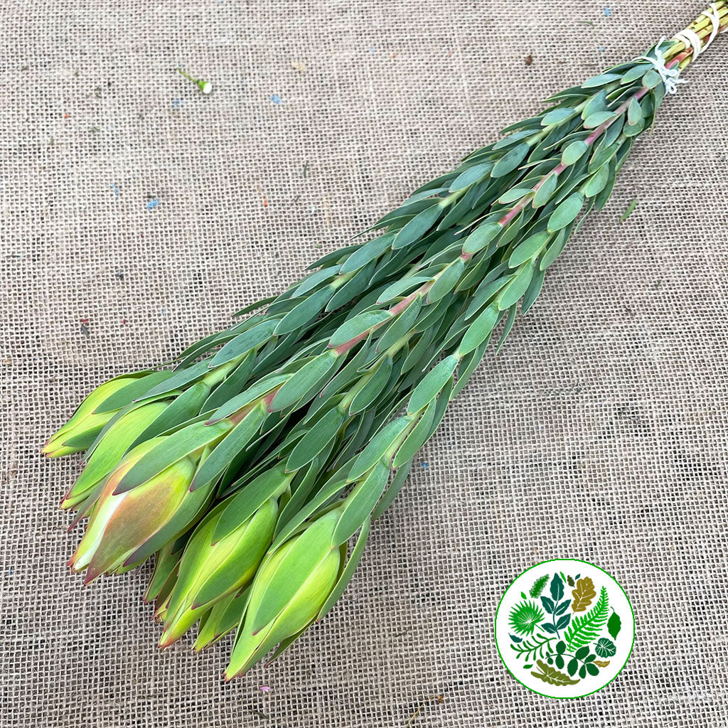 Leucadendron &#39;Procerum&#39; (Various Lengths)