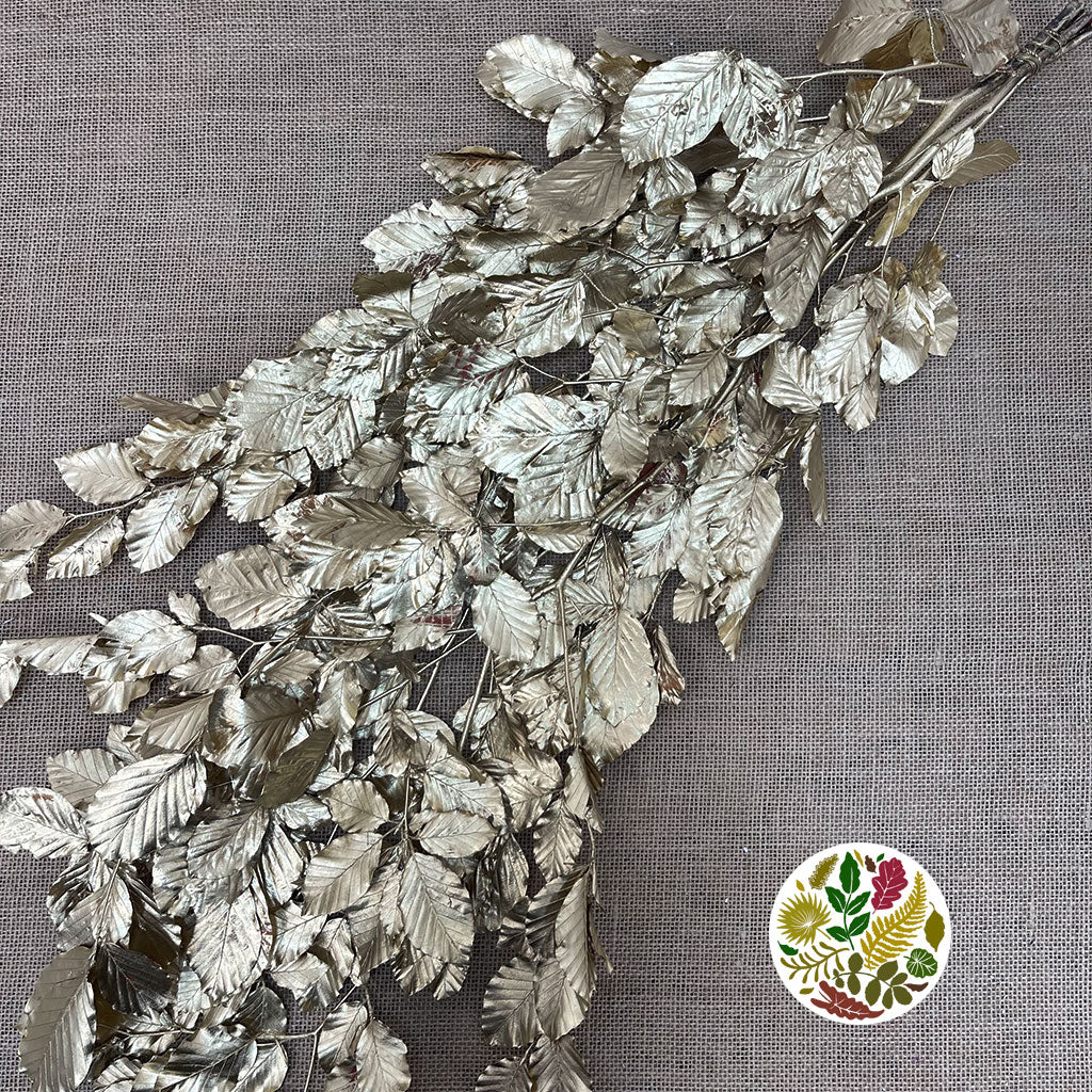 Beech 'Stabilised' (Painted) (DRY) (Various Colours)