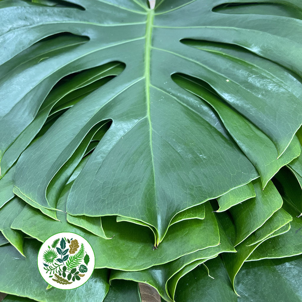 Monstera &#39;Leaves&#39; (Various Sizes)