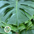 Monstera 'Leaves' (Various Sizes)