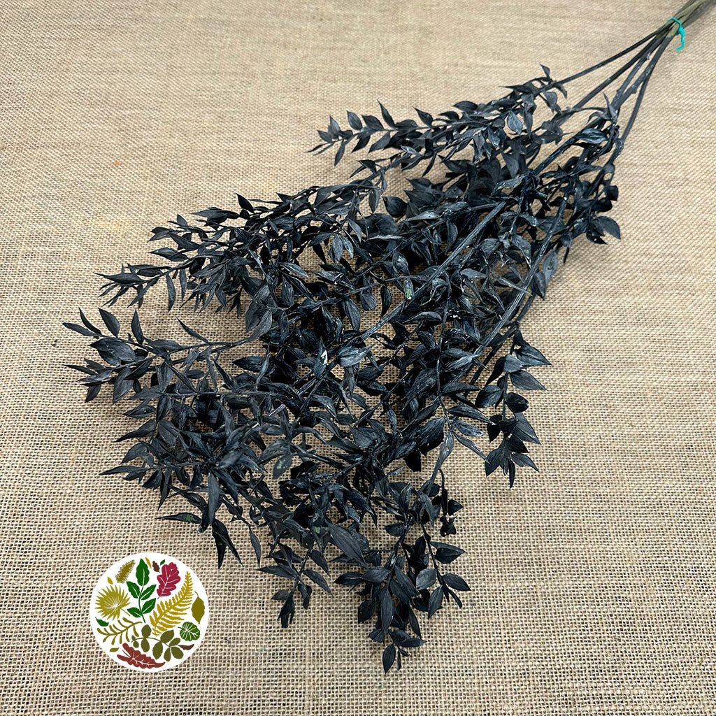 Ruscus 'Wild' (Coloured) (DRY) (x5)