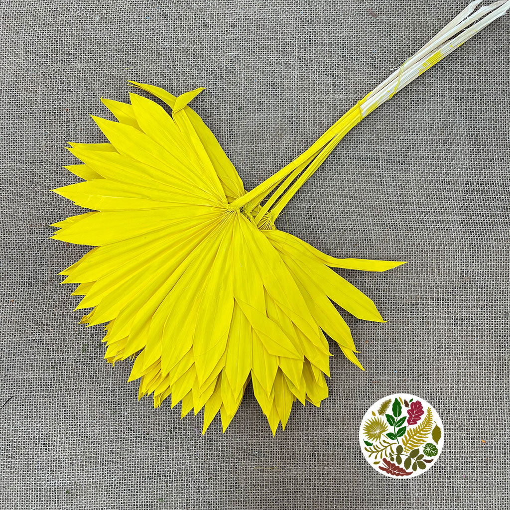 Palm &#39;Fan Palm&#39; (Painted) (DRY) (Various Colours) (x5) 45-55cm