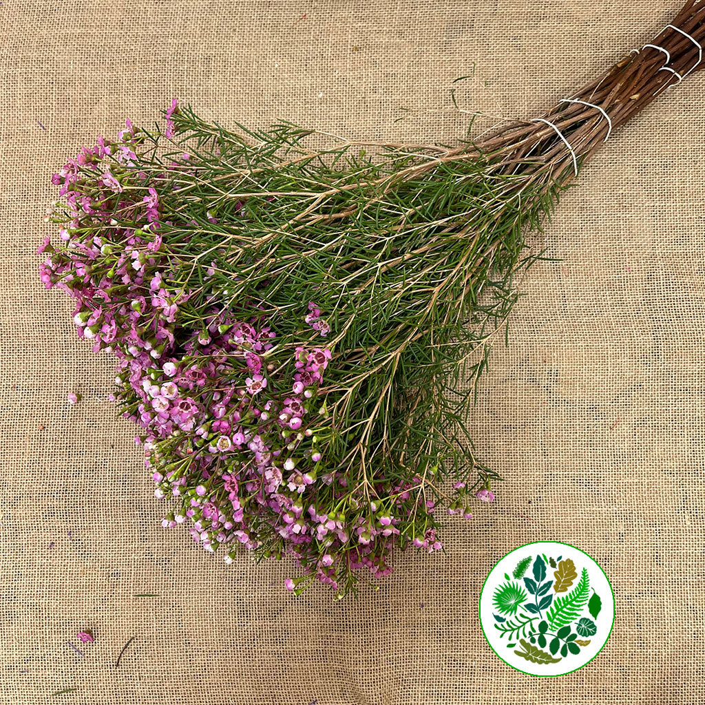 Wax Flower 'Jupiter' (Various Lengths)