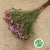 Wax Flower 'Jupiter' (Various Lengths)