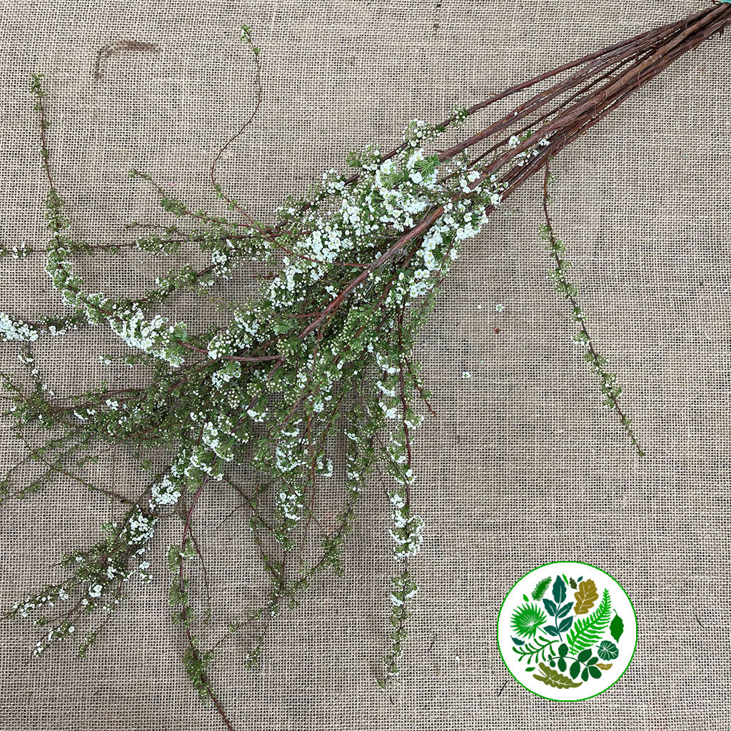 Spiraea &#39;Cultivated&#39;