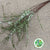 Spiraea 'Cultivated' (x10)